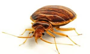 bedbugs